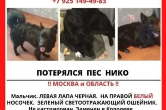 Пропала собака в Москве с белым носочком на лапке