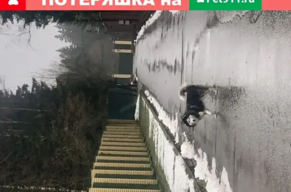Собака-хаски найдена в Новоглаголево, не уходит в Москву.
