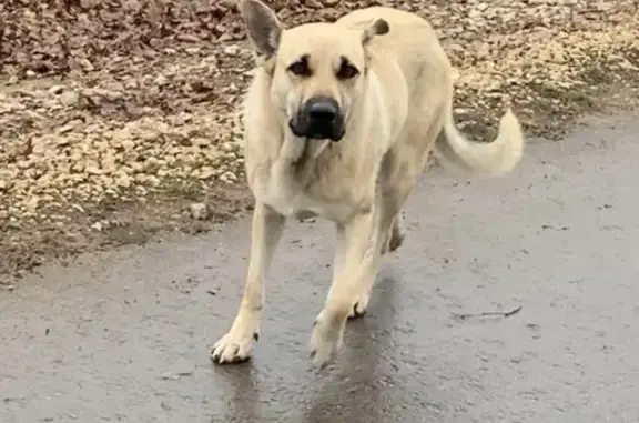 Найдена собака в Солнечногорском районе, ищем хозяев или новый дом