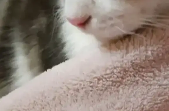 Найден чистый и ласковый кот в Брянске
