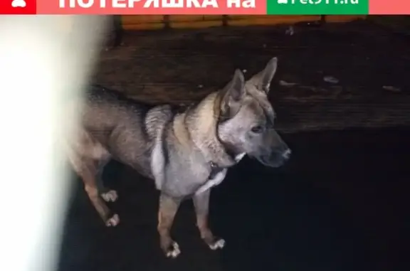 Собака на остановке школы в Петрозаводске