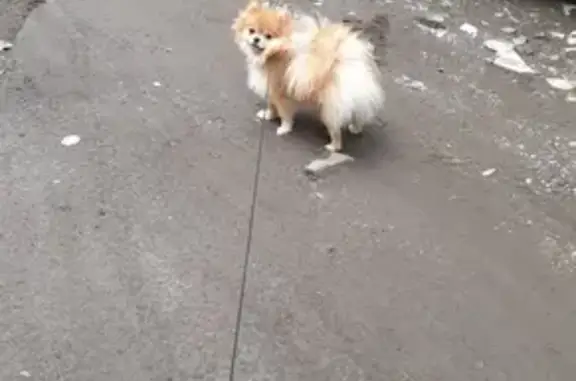 Пропала собака породы Шпиц на Зеркальной улице