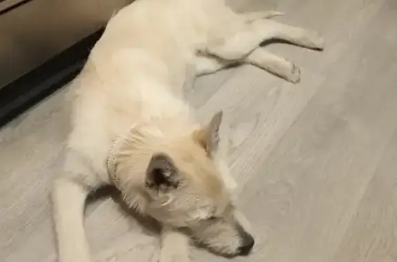 Найдена собака на улице Малахова в Барнауле