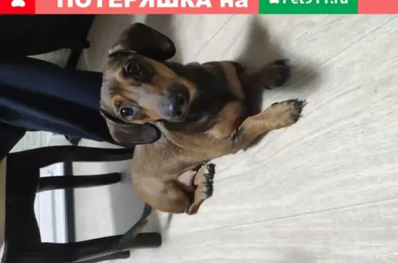 Собака Такса без ошейника найдена в Уфе, район Трамплина.