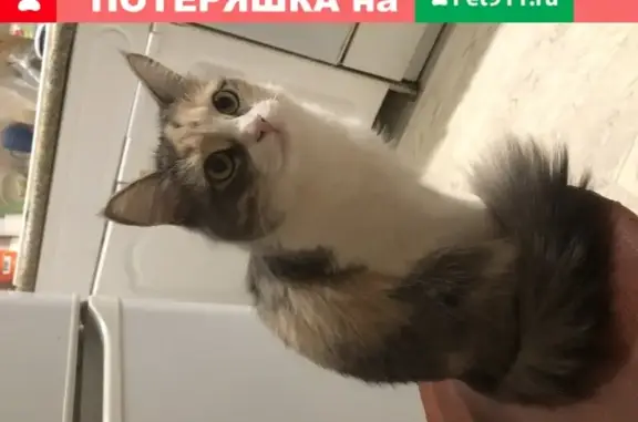 Пропала кошка Буся в Жилгородке, ул. Краснополянская 1