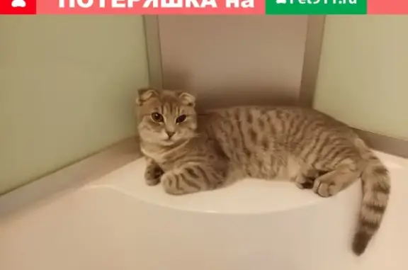Пропала кошка Дымка на Урожайной ул. в Кирове.