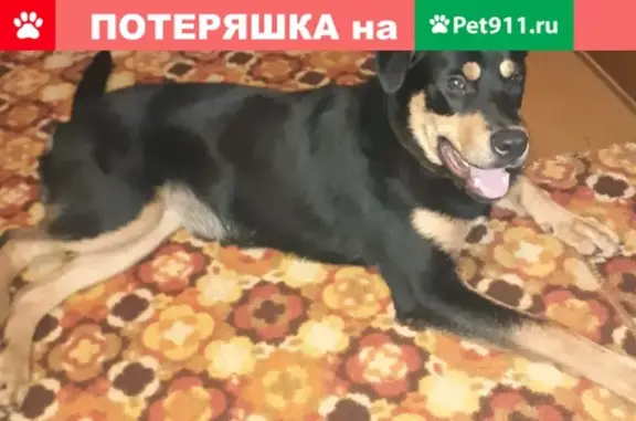 Собаки потеряшки, Томск, фото: Потеряшка собака на Белозёрской 8А, зовут Несси