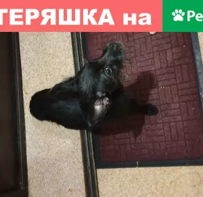 Собака Черный найдена в Петропавловске-Камчатском