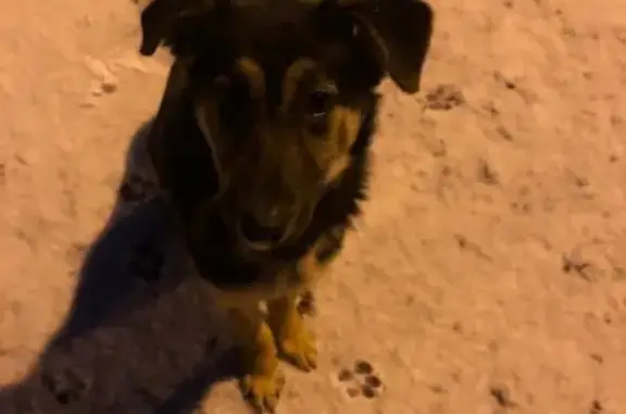Собака Щенок найдена в Балашихе без адреса.