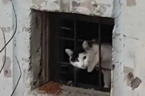 Найдена кошка в Авиастроительном районе, Казань