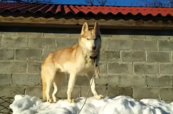 Пропала хаски в Курске, помогите найти!