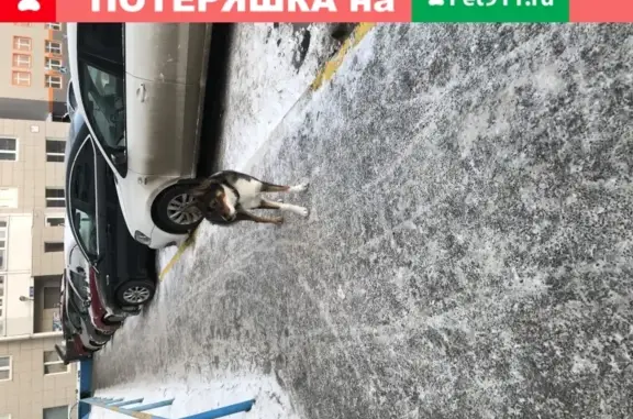 Найдена собака в Сургуте, гуляет 3 дня