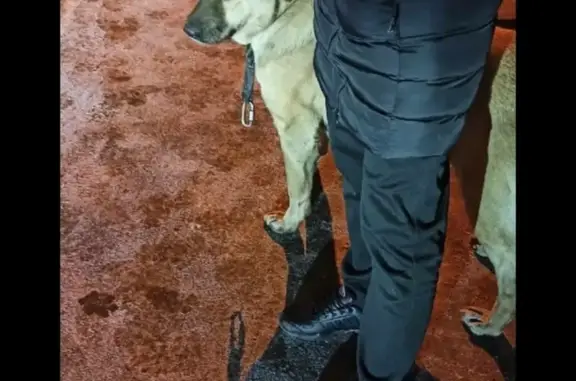 Найдена ласковая собака с ошейником в Мисайлово, Ленинский городской округ.