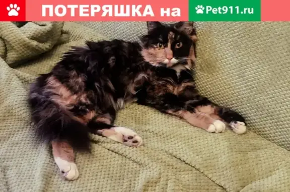 Найдена кошка на ул. Лескова, домашняя и ласковая