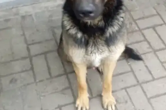 Найден пес в поселке Придонском, Воронеж