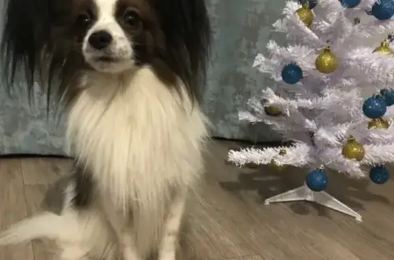 Объявления о пропавших и найденных животных, Нижний Новгород, фото: Пропала собака Тим в Нижнем Новгороде