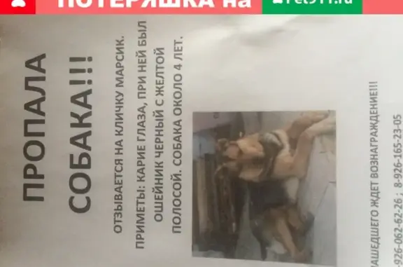 Пропала собака Марсик в Бронницах