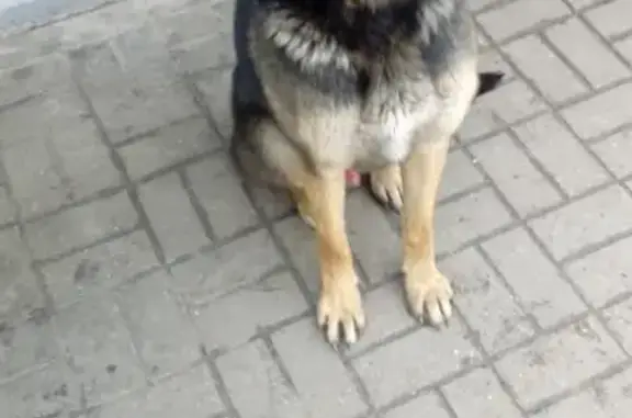 Найден пес в Придонском поселке, Воронеж