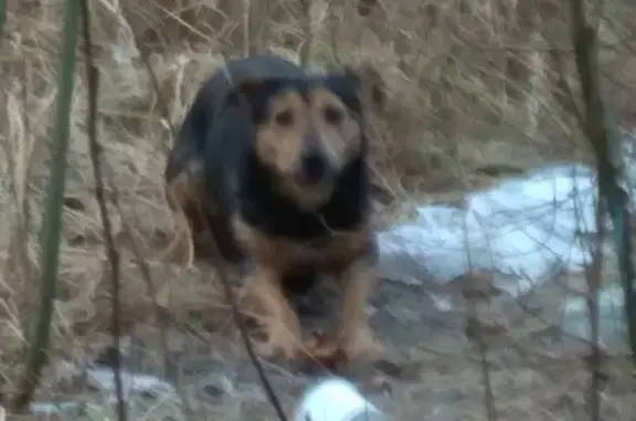 Найдена собака в Жуковском, М.О. на территории ЛИИ им. Громова