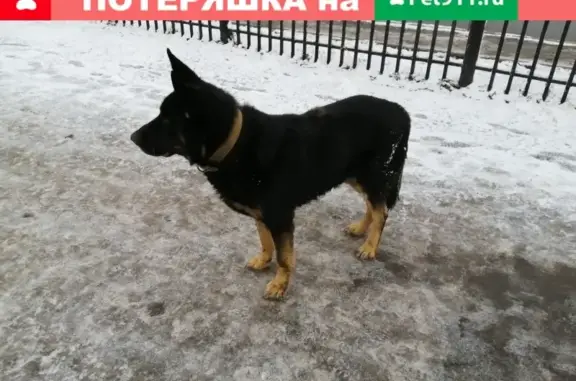 Найдена собака возле станции Лобня
