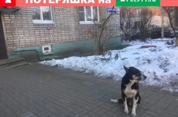 Умная собака бродит по улицам Ярославля