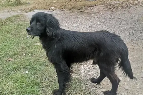 Потерянный пёс бегает по ул. Балаклавской в Пневматике, Симферополь