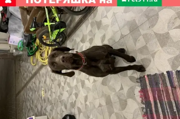 Найденные животные Липецк, фото: Собака найдена в Липецке, предположительно Курцхар, добрый и ласковый, с клеймом на ухе.