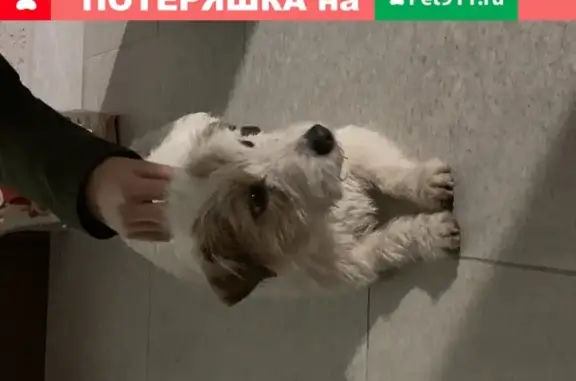 Собака найдена возле Александровского парка в Ставрополе
