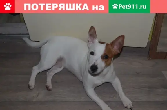 Пропала собака Джек Рассел терьер в Архангельске