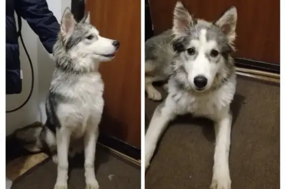 Найдена собака в Москве: дружелюбный пёс похожий на лайку или хаски