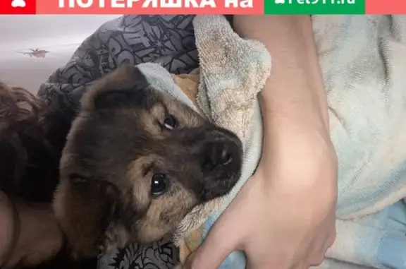 Найден щенок темно-коричневого цвета в Ставрополе