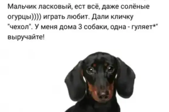 Собака Такса найдена в Рязани, район Сысоево.