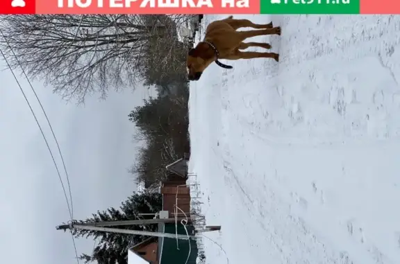Собака Рыжик найдена в Бушарино, Московская область