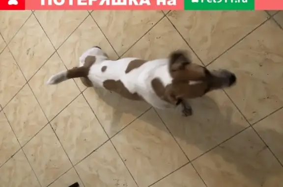 Собака найдена на Волоколамском шоссе