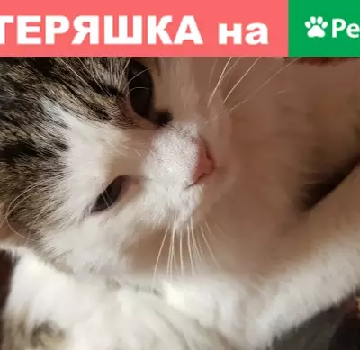 Найден белый кот с пятнами в Москве