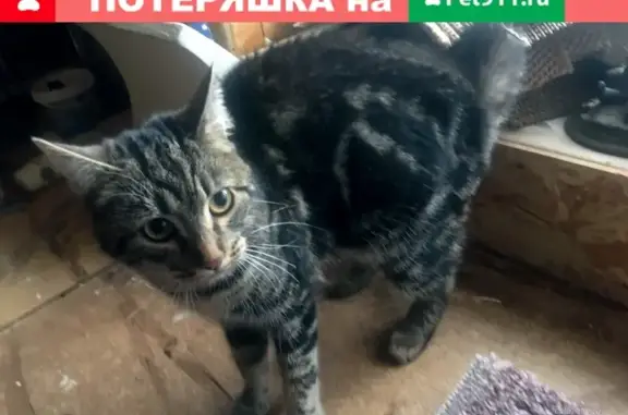 Найдена кошка на Леруа Мерлен 24 км МКАД