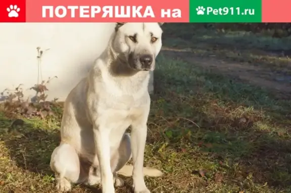 Собака-питбультерьер найдена в Симферополе