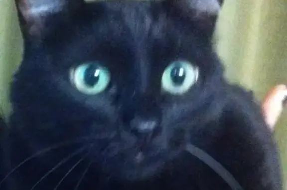 Пропала черная кошка без ошейника в Боровском