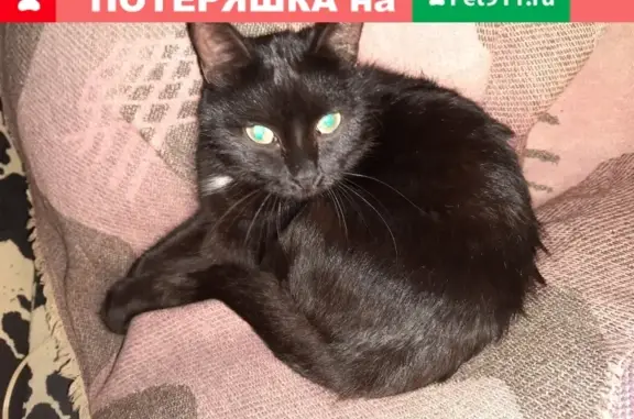 Найдена кошка: Мира 128, Пермь