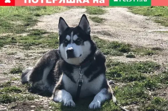 Собаки потеряшки, Томск, фото: Потеряшка собака в районе Южных ворот, вознаграждение.