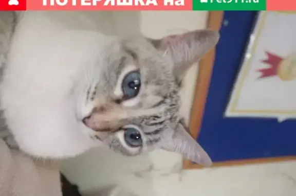 Пропала кошка Тайской породы в Москве