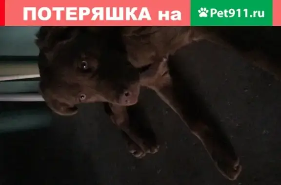 Найдена дружелюбная собака на ул. Чишмяле 17, Казань