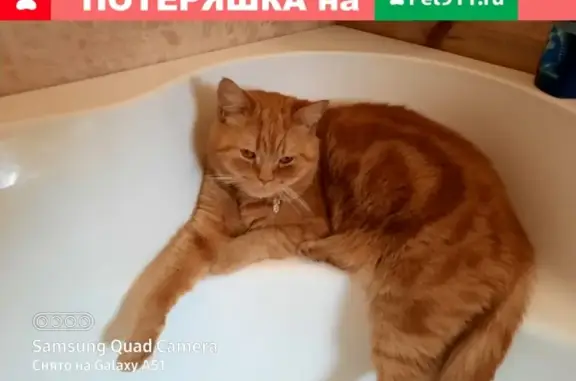 Пропала кошка в Солнечногорске, район ЦМИС.