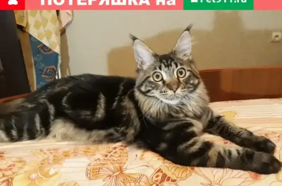 Пропала кошка Мартин, Саратов, ул. Батавина 13В