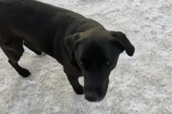 Найдена собака на улице Ферганской в Томске