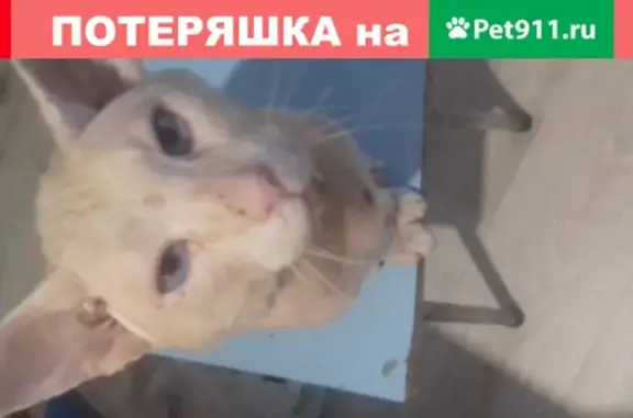 Пропал кот Булка в Новокузнецке, порода Донской сфинкс, белый цвет.