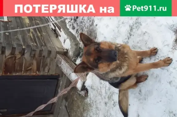 Найдена немецкая овчарка в районе Солнечной Поляны, Барнаул