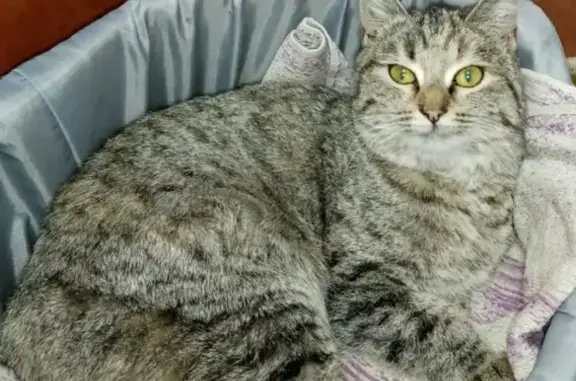 Найдена кошка в Челябинске на автовокзале