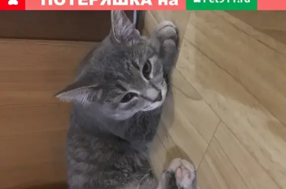 Найдена кошка на 2-й Совхозной, 25 в Омске