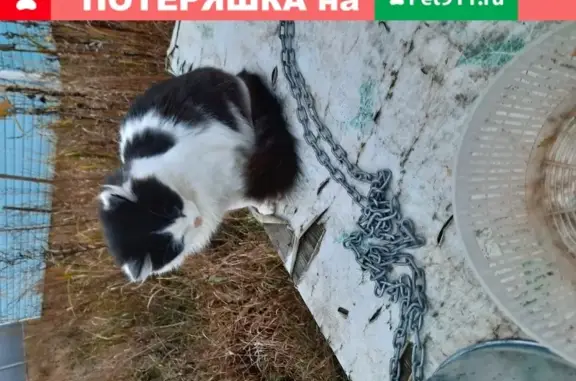 Пропала кошка Сэм в Юрасово, Белоозёрский район.